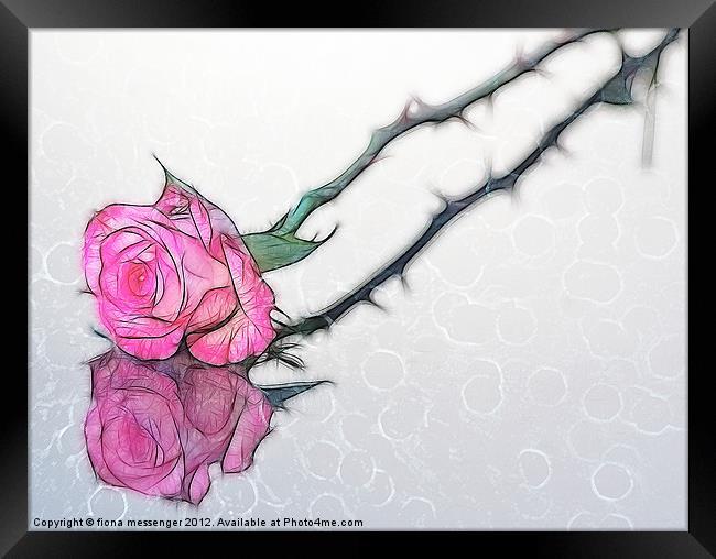 Rose Fractilius Framed Print by Fiona Messenger