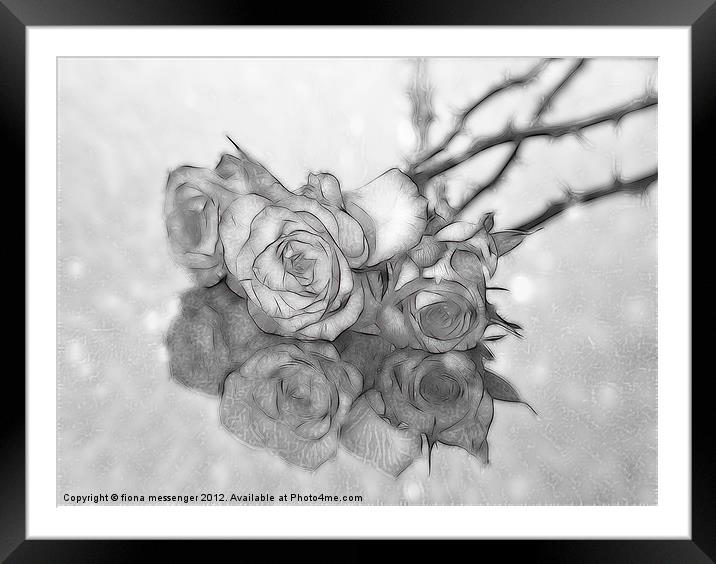 Black and White Roses Framed Mounted Print by Fiona Messenger
