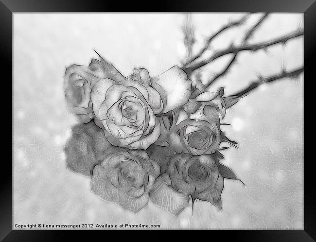 Black and White Roses Framed Print by Fiona Messenger