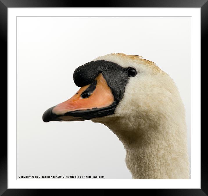 Swan Portrait Framed Mounted Print by Paul Messenger