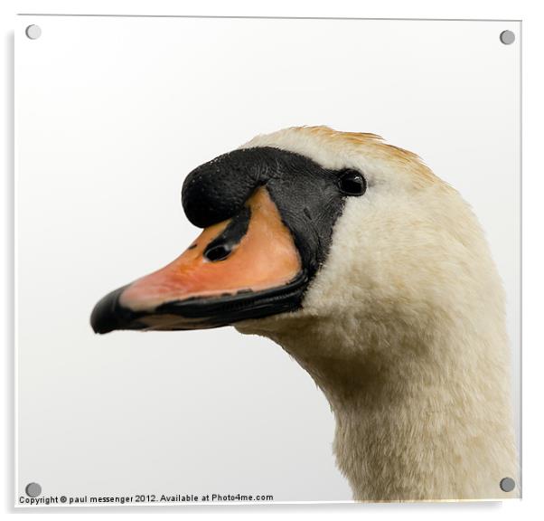 Swan Portrait Acrylic by Paul Messenger