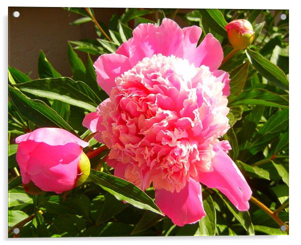 Pink Peonie Acrylic by Barbara Schafer