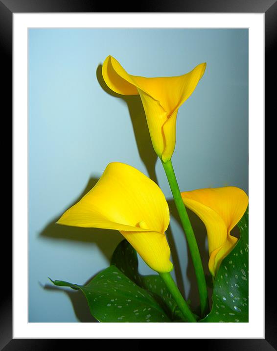 Yellow Calla Lily Framed Mounted Print by Barbara Schafer