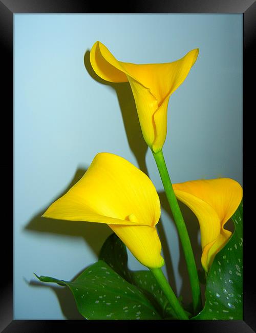 Yellow Calla Lily Framed Print by Barbara Schafer