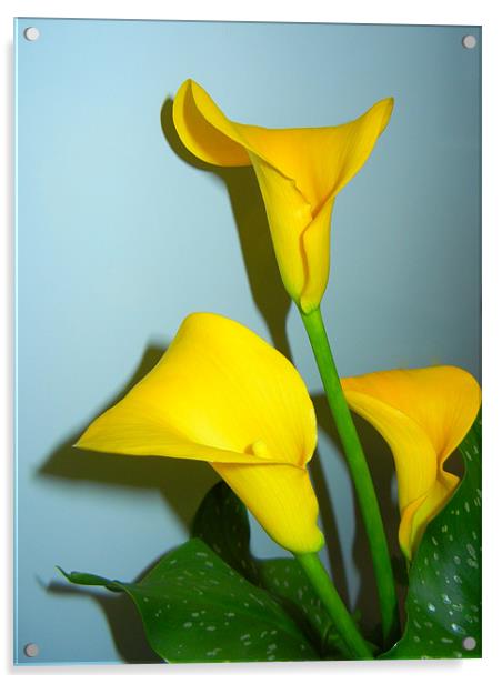 Yellow Calla Lily Acrylic by Barbara Schafer