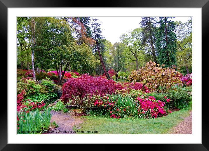 vivid colours of summer Framed Mounted Print by linda cook