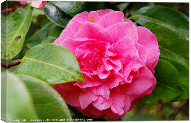 pink camellia Canvas Print by linda cook