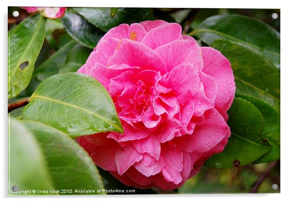 pink camellia Acrylic by linda cook