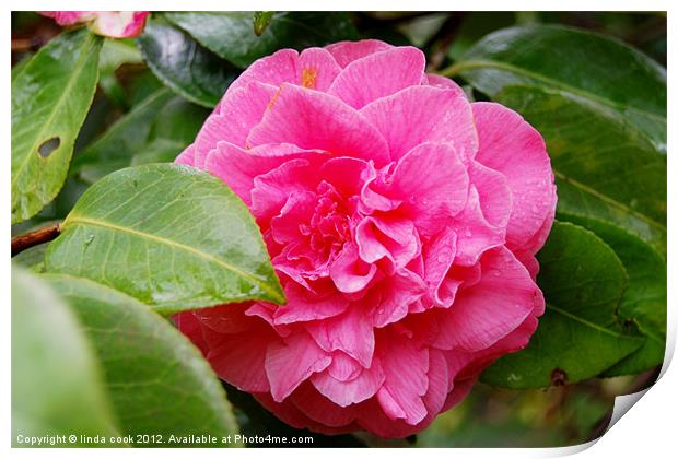 pink camellia Print by linda cook