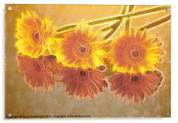 Sunburst Gerbera's Acrylic by Fiona Messenger