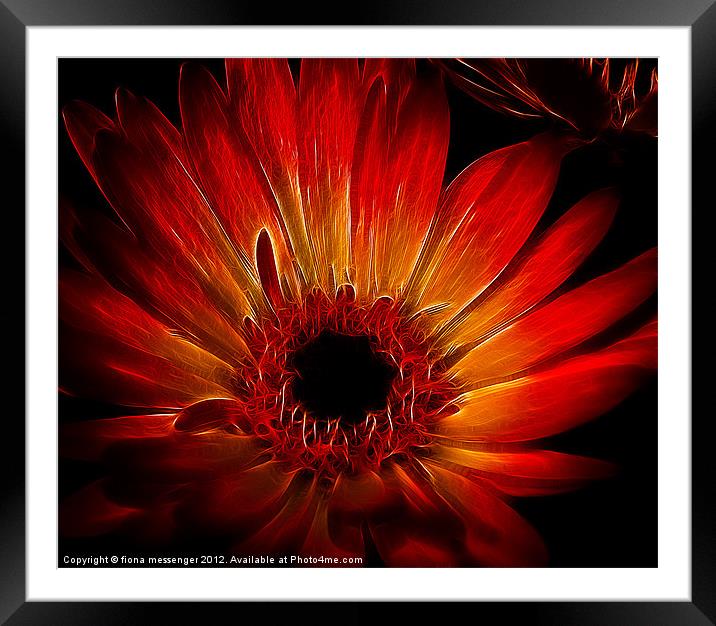 Starfire Gerbera Framed Mounted Print by Fiona Messenger