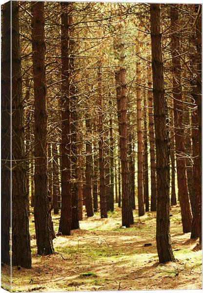 The Dancing Trees Canvas Print by Linda Brown