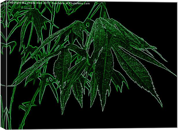 Neon Maple Canvas Print by camera man