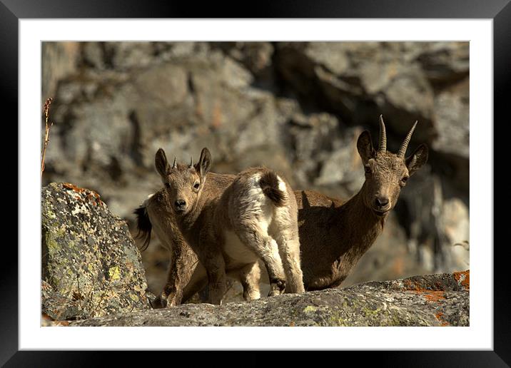 Female and goatling of Siberian ibex, Capra sibiri Framed Mounted Print by Michal Cerny
