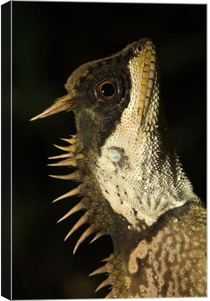 Mountain Horned Dragon, Acanthosaura crucigera, Kh Canvas Print by Michal Cerny