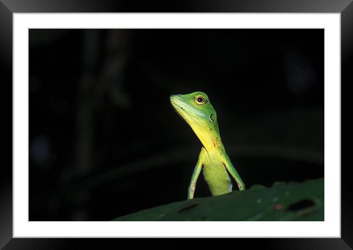 Green Crested Lizard Framed Mounted Print by Michal Cerny