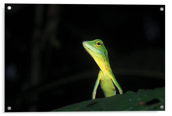 Green Crested Lizard Acrylic by Michal Cerny