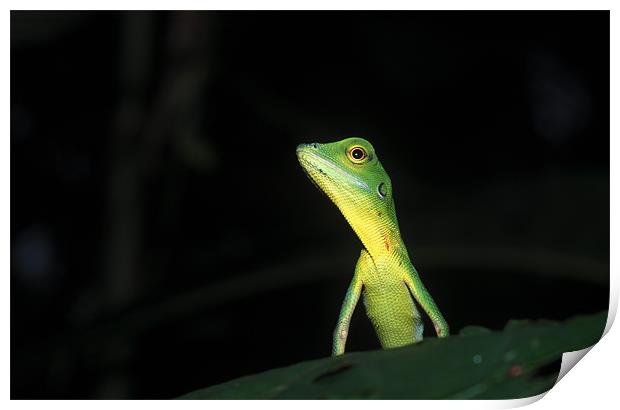 Green Crested Lizard Print by Michal Cerny