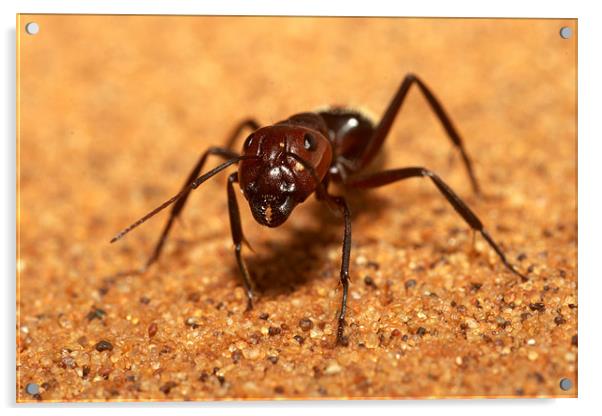 Sand dune ant, Namib Acrylic by Michal Cerny