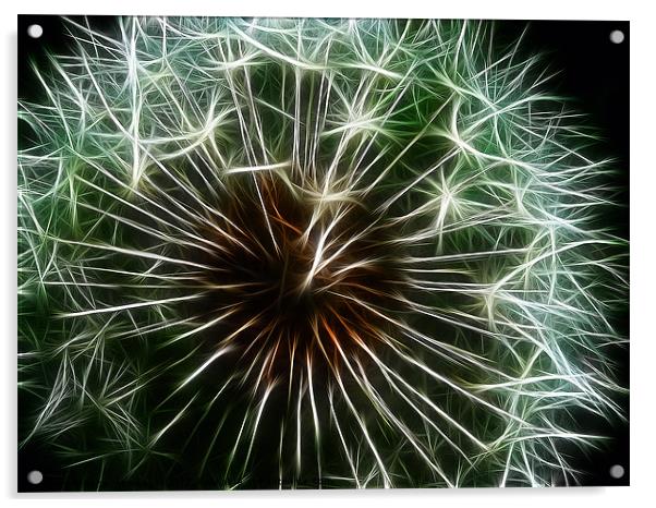 Dandelion Fractalius Acrylic by Fiona Messenger