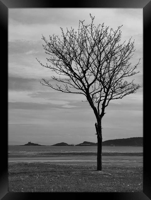 A Tree and Beyond. Framed Print by Becky Dix