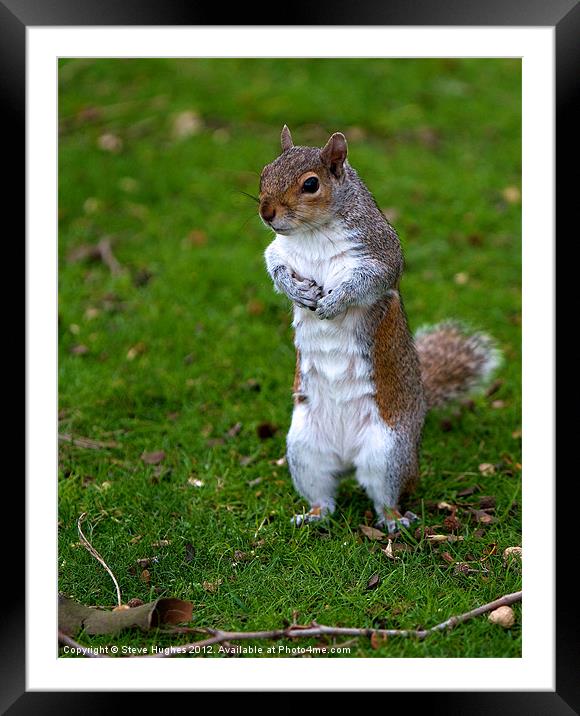 Grey Squirrel begging for food Framed Mounted Print by Steve Hughes