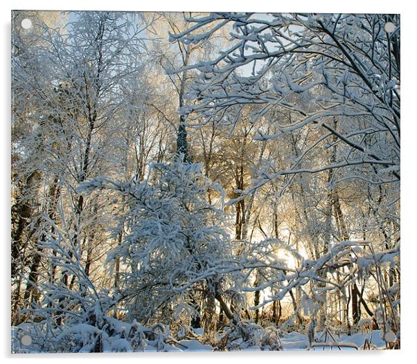 Winter Sunlight Acrylic by Paul Martin