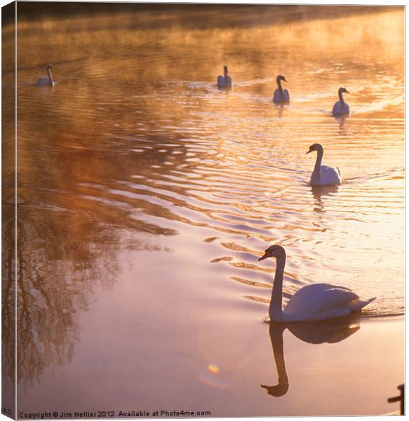 Swans Mapledurham Canvas Print by Jim Hellier