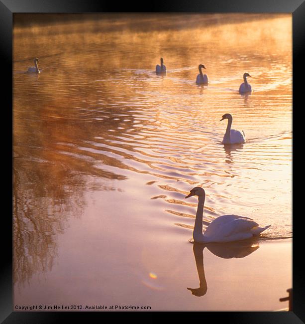 Swans Mapledurham Framed Print by Jim Hellier