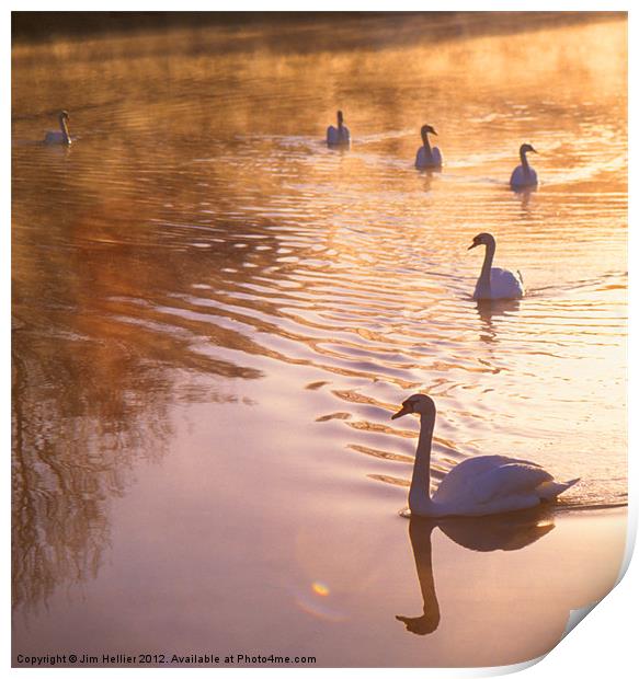Swans Mapledurham Print by Jim Hellier