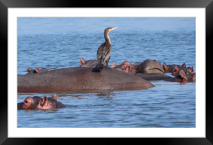 Long Tailed Cormorant Look Out Framed Mounted Print by Bekie Spark