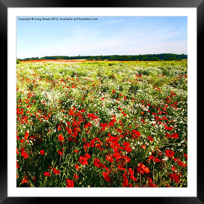 Poppy field Framed Mounted Print by Craig Brown