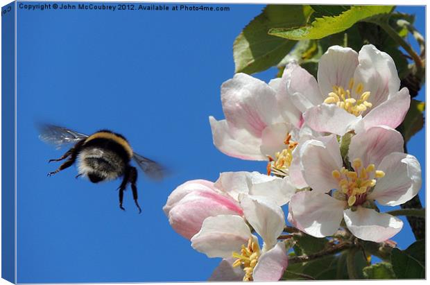 Apple Blossom and a Bee Canvas Print by John McCoubrey