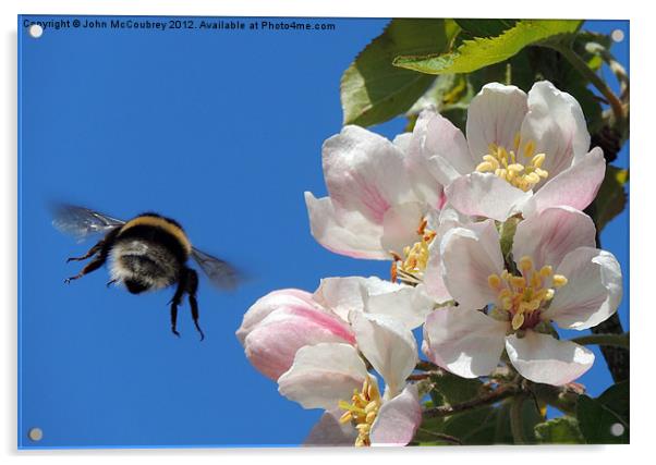 Apple Blossom and a Bee Acrylic by John McCoubrey