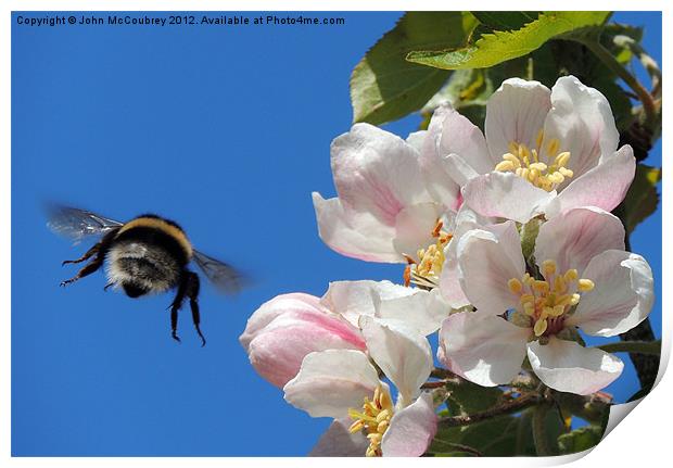 Apple Blossom and a Bee Print by John McCoubrey