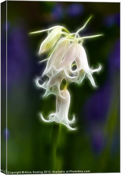 White Bluebell Canvas Print by Alice Gosling
