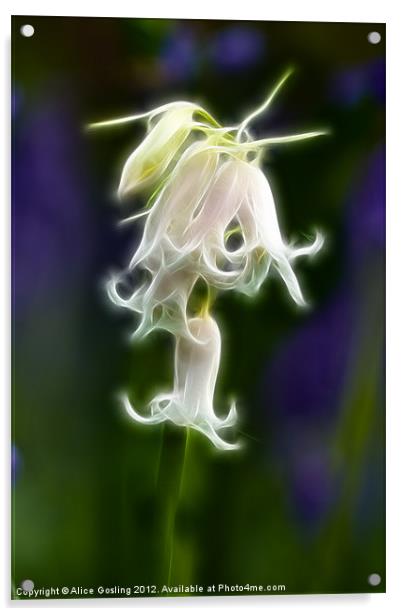 White Bluebell Acrylic by Alice Gosling