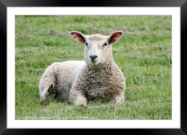 little lamb Framed Mounted Print by allan somerville