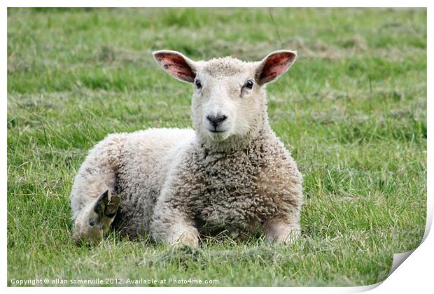 little lamb Print by allan somerville