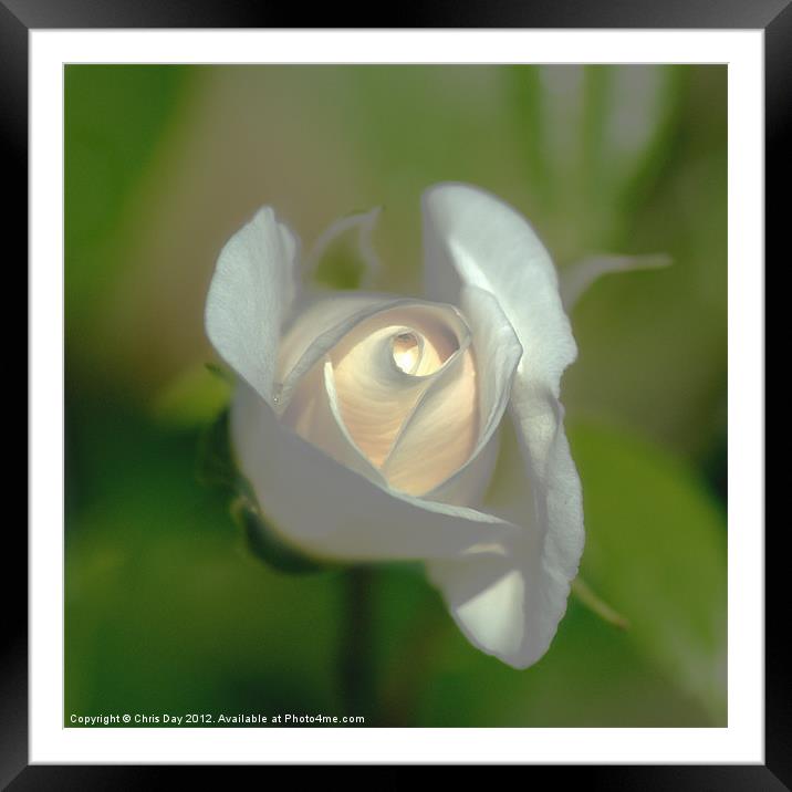 White Rose Framed Mounted Print by Chris Day
