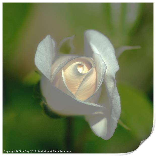 White Rose Print by Chris Day