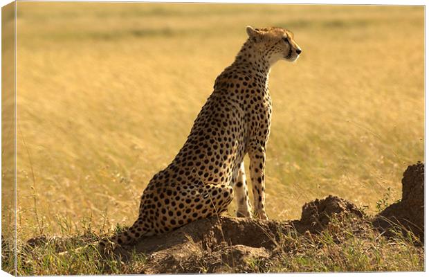 Cheetah, Serengeti National Park, Tanzania Canvas Print by Michal Cerny