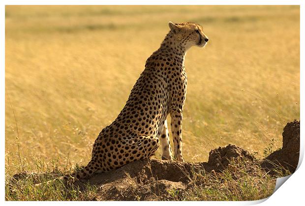 Cheetah, Serengeti National Park, Tanzania Print by Michal Cerny