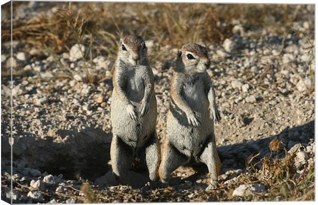 Cape ground squirrel Canvas Print by Michal Cerny