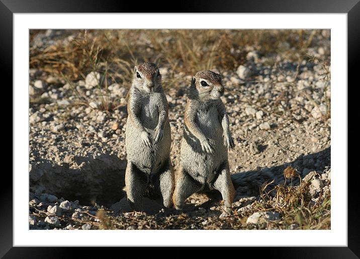 Cape ground squirrel Framed Mounted Print by Michal Cerny