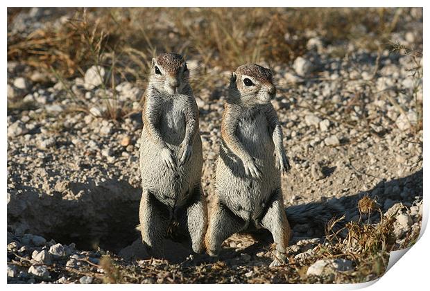Cape ground squirrel Print by Michal Cerny