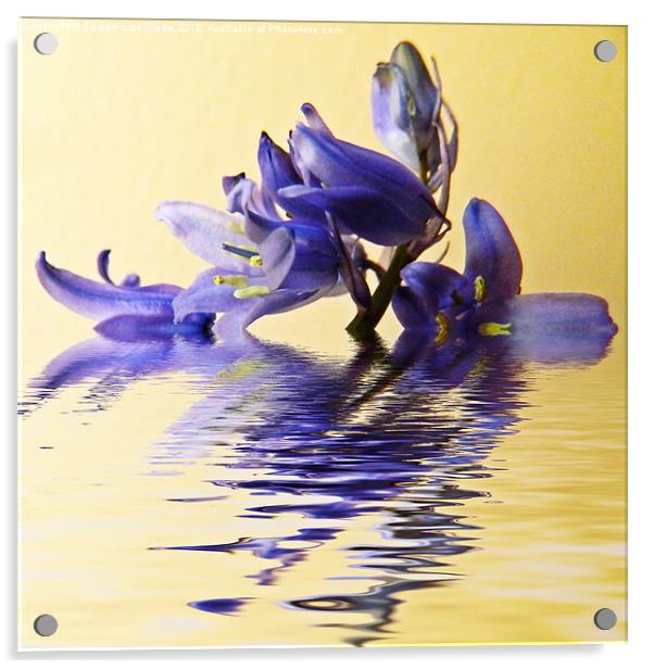Blue ripples Acrylic by Sharon Lisa Clarke