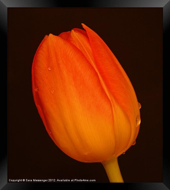 Cry me a tulip Framed Print by Sara Messenger