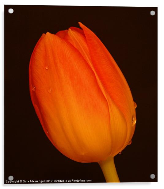 Cry me a tulip Acrylic by Sara Messenger