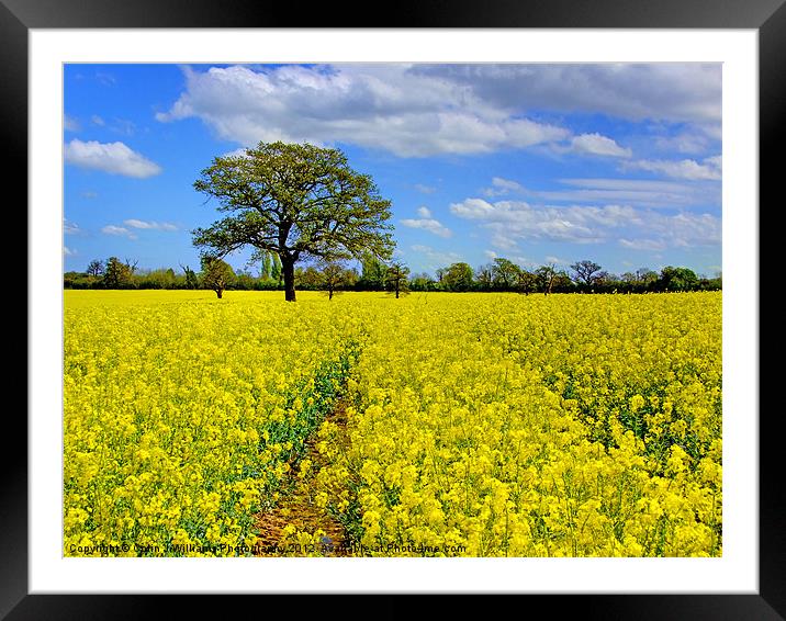 Mellow Yellow Framed Mounted Print by Colin Williams Photography